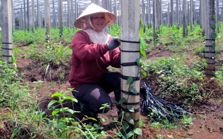 Trụ tiêu